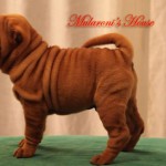 SONG-Maschio shar-pei Mularoni's House