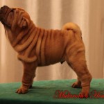 ming-Maschio shar-pei Mularoni's house