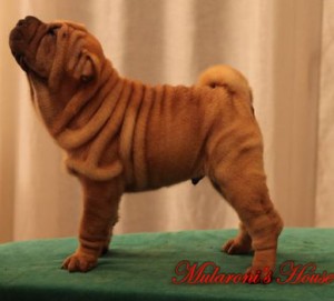 ming-Maschio shar-pei Mularoni's house