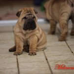 femmina shar-pei