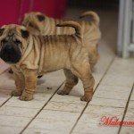 shar-pei femmina