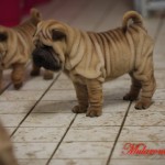 maschio shar-pei