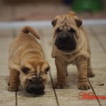 mularonis house shar-pei cuccioli