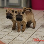 shar-pei cuccioli mularonis house