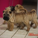 cuccioli mularonis house shar-pei