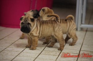 cuccioli mularonis house shar-pei