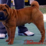 maschio rosso shar.pei