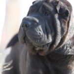 femmina sharpei nera