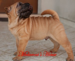 cucciolo maschio shar-pei