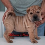 Niu Mularoni's house sharpei