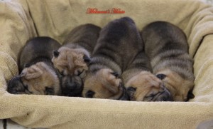 cuccioli-sharpei