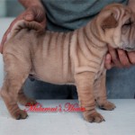 maschio cucciolo shar-pei