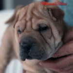 testa sharpei cucciolo