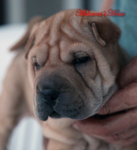 testa sharpei cucciolo