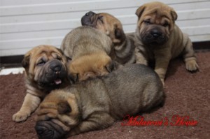 sharpei cuccioli