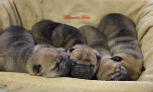 cuccioli-mularonis-house-sharpei