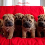 cuccioli sharpei mularoni's house