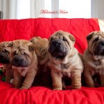 cuccioli sharpei