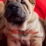 cucciolo shar-pei