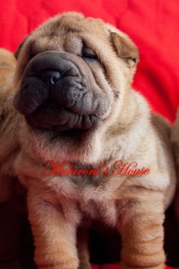 cucciolo shar-pei