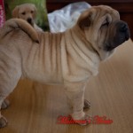 cucciolo sharpei