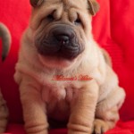 puppy shar-pei