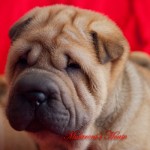 maschio shar-pei cucciolo