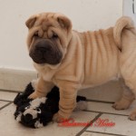 shar-pei puppy