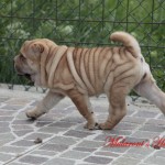 Hui (shar-pei femmina fulva)  vive a Cingoli (Marche)