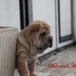 shar-pei femmina