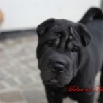 shar-pei femmina