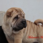 shar-pei maschio