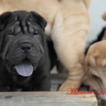 Shar-pei maschio