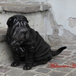 shar-pei femmina