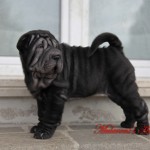 Zhuang (shar-pei femmina nero) vive ad Arezzo (Toscana)