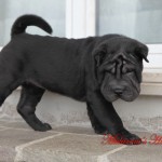 Han (shar-pei femmina nero) vive ad Pistoia (toscana)