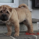 Huygur (shar-pei maschio fulvo) vive ad Ferrara (em.romagna)