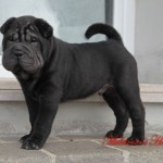 Manchu (shar-pei maschio nero) vive ad Alassio (Liguria)