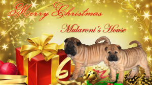 shar-pei MULARONI'S S HOUSE