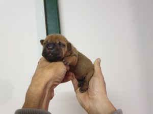 SHARPEI CUCCIOLA