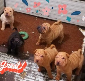 cuccioli shar-pei