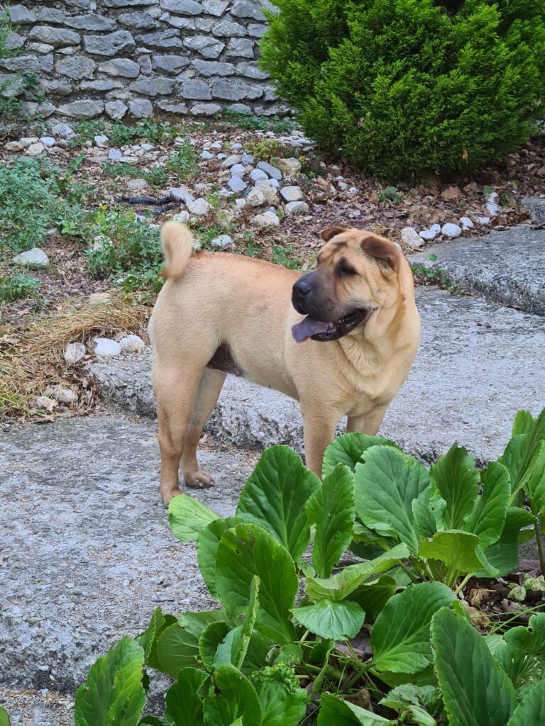 sharpei mularoni's house