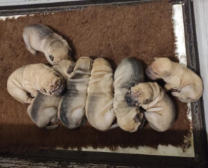 SHAR-PEI PUPPIES