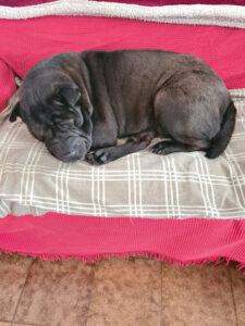 sharpei Mularoni's House mentre dorme