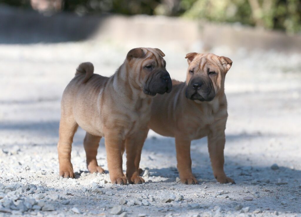 Cuccioli Shar-Pei Mularoni's house con Pedigree: una razza unica e incredibile. Non vediamo l'ora di farvi conoscere i nostri splendidi cuccioli!