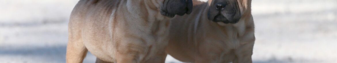 Cuccioli Shar-Pei Mularoni's house con Pedigree: una razza unica e incredibile. Non vediamo l'ora di farvi conoscere i nostri splendidi cuccioli!