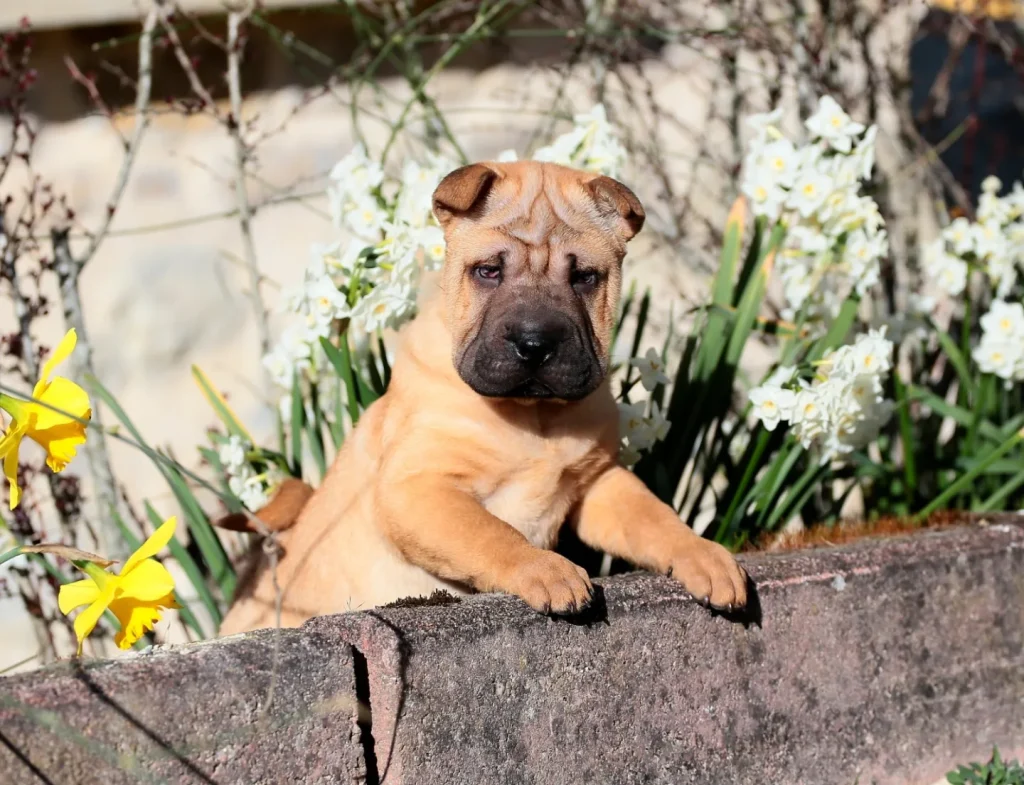 cucciolo Shar-Pei Mularoni's House con pedigree è il perfetto mix di dolcezza e forza. Non vediamo l'ora di farlo diventare parte della tua famiglia!