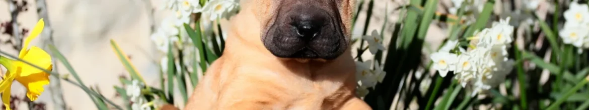 PUPPY-FEMM-SHARPEI