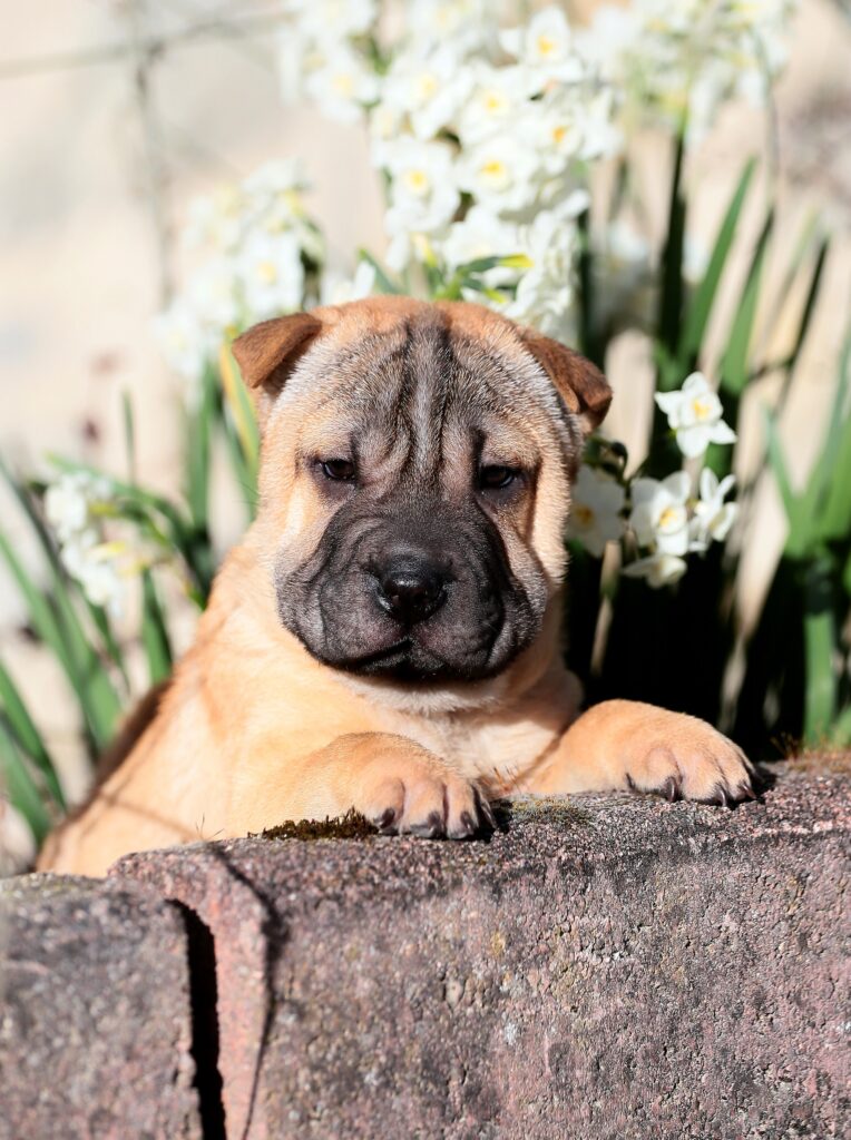 Uno sguardo dolce e affettuoso: ecco il nostro cucciolo Shar-Pei Mularoni's House pronto per essere adottato!