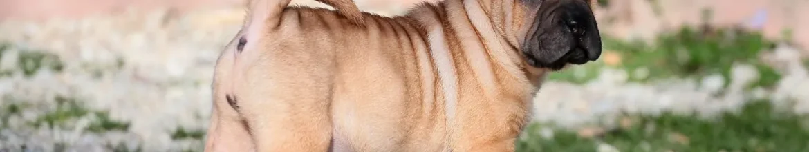 SHARPEI-PUPPY